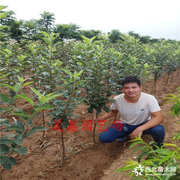 苹果苗 苹果树苗