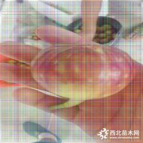 青皮无花果苗基地、2019年青皮无花果苗出售价