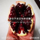 大紅袍石榴苗、大紅袍石榴樹苗、大紅袍石榴樹苗價(jià)格