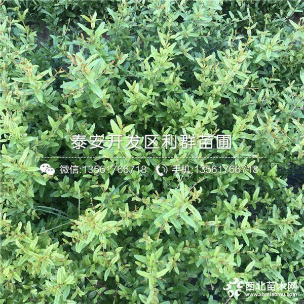 大紅袍石榴苗、大紅袍石榴樹苗、大紅袍石榴樹苗價(jià)格