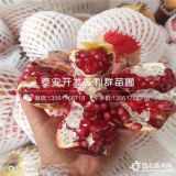 紅如意軟籽石榴樹(shù)苗出售、紅如意軟籽石榴樹(shù)苗多少錢一棵