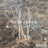 早大果櫻桃樹(shù)苗、新品種早大果櫻桃樹(shù)苗、早大果櫻桃樹(shù)苗價(jià)格