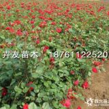 30-80公分豐花月季 豐花月季價格？數(shù)量大品種多