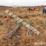 俄罗斯八号樱桃苗产地 俄罗斯八号樱桃苗价格多少