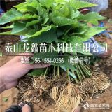 矮化樱桃树苗.矮化樱桃树苗基地