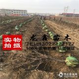 矮化冰糖樱樱桃树苗.矮化冰糖樱樱桃树苗价格及报价