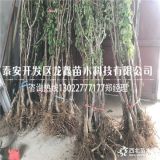 矮化樱桃树苗.矮化樱桃树苗哪里有？