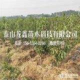 矮化美国一号樱桃树苗.矮化美国一号樱桃树苗基地