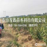 矮化福晨樱桃苗.矮化福晨樱桃苗批发价格