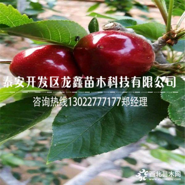 俄罗斯八号樱桃树苗