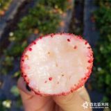 牛奶草莓苗、牛奶草莓苗价格是多少