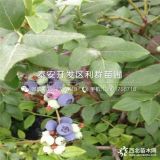 出售萊克西藍莓樹苗、萊克西藍莓樹苗多少錢一棵