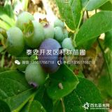 山东蓝莓树苗、山东蓝莓树苗价格、山东蓝莓树苗基地