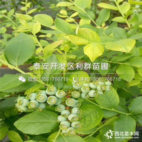 2019年蓝莓苗、蓝莓苗新品种、蓝莓苗价格多少