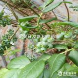 双丰蓝莓苗、新品种双丰蓝莓苗、双丰蓝莓苗价格