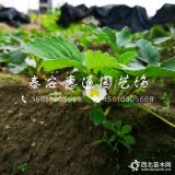 黔莓草莓苗 黔莓草莓苗價(jià)格 黔莓草莓苗哪里有