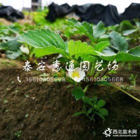 黔莓草莓苗 黔莓草莓苗价格 黔莓草莓苗哪里有