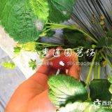 紅袖添香草莓苗價(jià)格、紅袖添香草莓苗多少錢一棵？