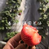 京郊小白草莓苗價(jià)格、京郊小白草莓苗多少錢一棵？