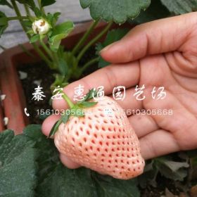 京留香草莓苗 京留香草莓苗价格 京留香草莓苗哪里有