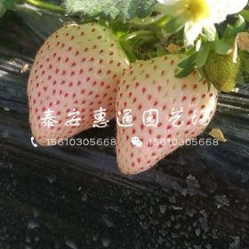 京郊小白草莓苗 京郊小白草莓苗价格 京郊小白草莓苗哪里有