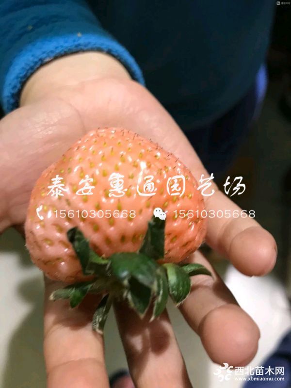 桃熏草莓苗