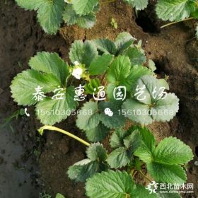 艳丽草莓苗、艳丽草莓苗价格及报价