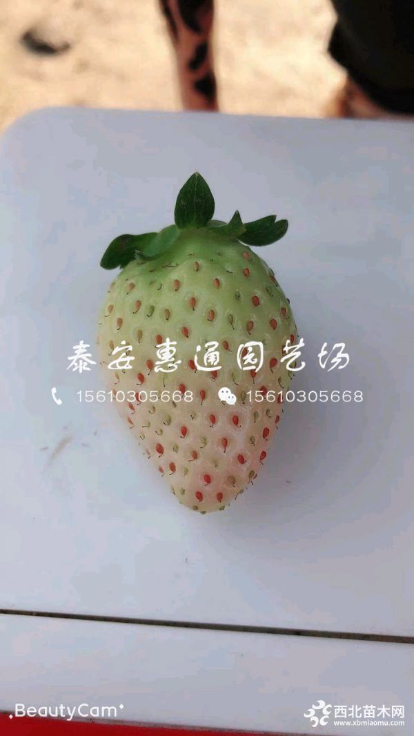 桃熏草莓苗