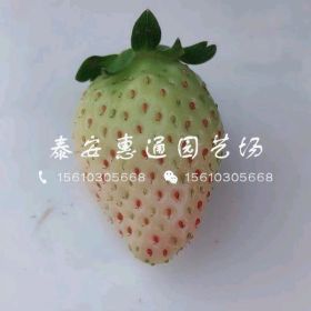 白牛奶草莓苗 白牛奶草莓苗价格 白牛奶草莓苗哪里有