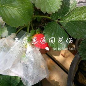 牛奶草莓苗哪里有、牛奶草莓苗繁育基地