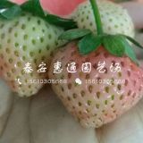 小白草莓苗哪里有、小白草莓苗繁育基地