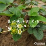 黔莓草莓苗、黔莓草莓苗价格及报价