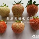 白草莓草莓苗哪里有、白草莓草莓苗繁育基地