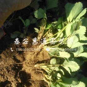 小白草莓苗、小白草莓苗价格及报价