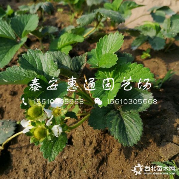 白牛奶草莓苗