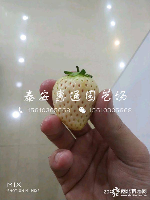 红袖添香草莓苗