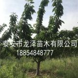 矮化樱桃苗 矮化沙王樱桃苗多少钱一棵