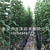 1公分俄罗斯8号樱桃苗价格