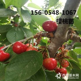 出售12公分櫻桃樹(shù)價(jià)格-15公分櫻桃樹(shù)報(bào)價(jià)