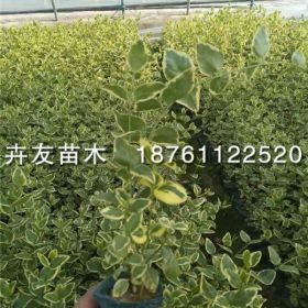 花葉蔓長春花 花葉蔓長春花小苗 花葉蔓長春花價格