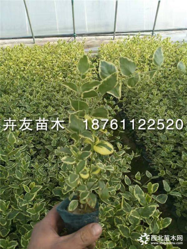 花葉蔓長(zhǎng)春花