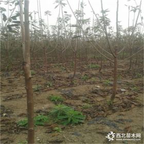 黑珍珠樱桃苗产量 2公分樱桃苗管理 4公分樱桃苗植株健壮