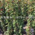 找木香花 上卉友苗木 木香花苗 藤本木香