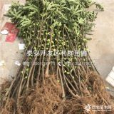 無花果樹苗價格、無花果樹苗多少錢一棵