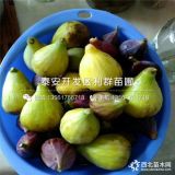 布兰瑞克无花果树苗、布兰瑞克无花果树苗价格