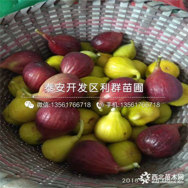 出售布兰瑞克无花果苗；布兰瑞克无花果苗多少钱一棵