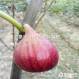 砂糖無花果苗、新品種砂糖無花果苗、砂糖無花果苗價格