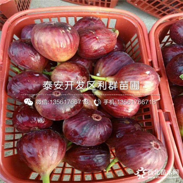 2019年无花果树苗价格、无花果树苗多少钱一棵