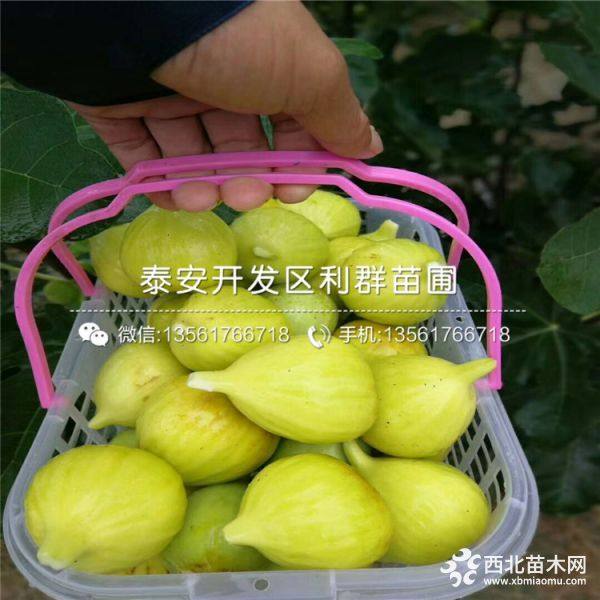 2019年无花果树苗价格、无花果树苗多少钱一棵