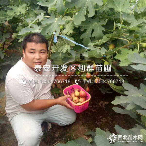 哪里有无花果树苗出售、无花果树苗多少钱一棵